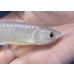 画像3: 紅尾金龍　FOREVER Arowana Aquaculture(3）