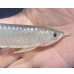 画像3: 紅尾金龍　FOREVER Arowana Aquaculture(5）