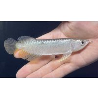 紅尾金龍　FOREVER Arowana Aquaculture(2）