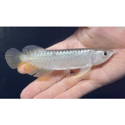 画像1: 紅尾金龍　FOREVER Arowana Aquaculture(2）