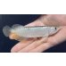 画像1: 紅尾金龍　FOREVER Arowana Aquaculture(2） (1)