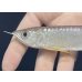 画像4: 紅尾金龍　FOREVER Arowana Aquaculture(1）