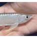 画像3: 紅尾金龍　FOREVER Arowana Aquaculture(2）