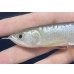 画像4: 紅尾金龍　FOREVER Arowana Aquaculture(5）