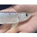 画像3: 紅尾金龍　FOREVER Arowana Aquaculture(6）