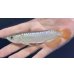 画像2: 紅尾金龍　FOREVER Arowana Aquaculture(5） (2)