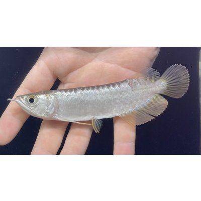 画像2: 紅尾金龍　FOREVER Arowana Aquaculture(2）