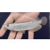 画像2: 紅尾金龍　FOREVER Arowana Aquaculture(2） (2)