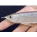 画像4: 紅尾金龍　FOREVER Arowana Aquaculture(7）