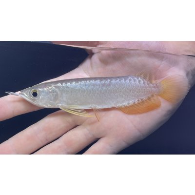 画像2: 紅尾金龍　FOREVER Arowana Aquaculture(3）