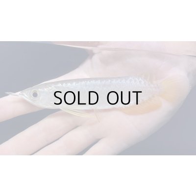 画像2: 紅尾金龍　FOREVER Arowana Aquaculture(3）