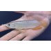 画像2: 紅尾金龍　FOREVER Arowana Aquaculture(3） (2)
