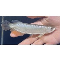 紅尾金龍　FOREVER Arowana Aquaculture(5）