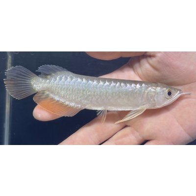画像1: 紅尾金龍　FOREVER Arowana Aquaculture(5）