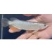 画像1: 紅尾金龍　FOREVER Arowana Aquaculture(5） (1)