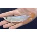 画像2: 紅尾金龍　FOREVER Arowana Aquaculture(6） (2)