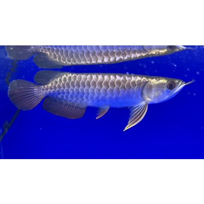 画像2: 過背金龍ブキメラゴールデン　FOREVER ArowanaAquaculture