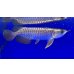 画像2: 過背金龍ブキメラゴールデン　FOREVER ArowanaAquaculture (2)