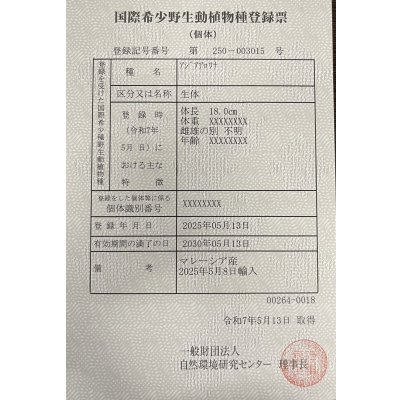 画像4: 過背金龍ブキメラゴールデン　FOREVER ArowanaAquaculture