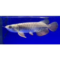 過背金龍ブキメラゴールデン　FOREVER ArowanaAquaculture