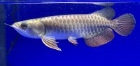 過背金龍ブキメラゴールデン　FOREVER ArowanaAquaculture