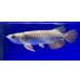 画像1: 過背金龍ブキメラゴールデン　FOREVER ArowanaAquaculture (1)