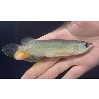 画像2: グリーンアロワナ　PT.KRESNAPUSAKA TIRTALESTARI (13cm±）【2】