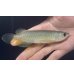 画像2: グリーンアロワナ　PT.KRESNAPUSAKA TIRTALESTARI (13cm±）【2】 (2)