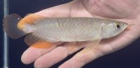バンジャールレッド　PT.KRESNAPUSAKA TIRTALESTARI (15cm±）【2】