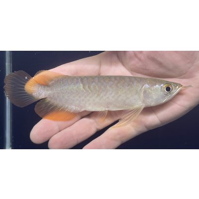 画像1: バンジャールレッド　PT.KRESNAPUSAKA TIRTALESTARI (15cm±）【2】