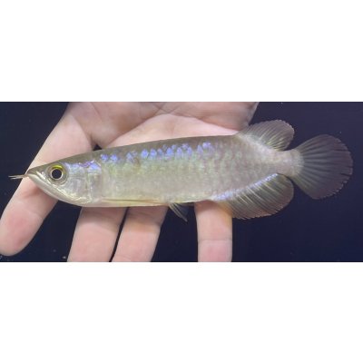 画像2: バンジャールレッド　PT.KRESNAPUSAKA TIRTALESTARI (15cm±）【3】