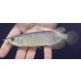 画像2: バンジャールレッド　PT.KRESNAPUSAKA TIRTALESTARI (15cm±）【3】 (2)