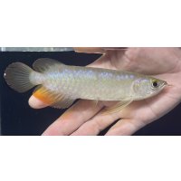バンジャールレッド　PT.KRESNAPUSAKA TIRTALESTARI (15cm±）【3】