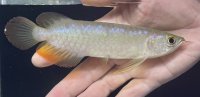 バンジャールレッド　PT.KRESNAPUSAKA TIRTALESTARI (15cm±）【3】