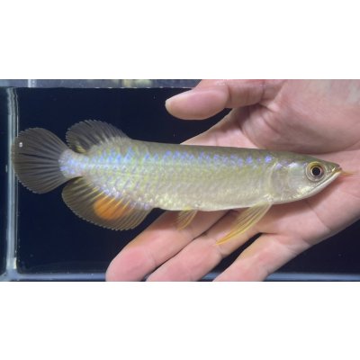 画像1: バンジャールレッド　PT.KRESNAPUSAKA TIRTALESTARI (15cm±）【1】