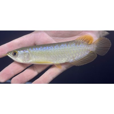 画像2: バンジャールレッド　PT.KRESNAPUSAKA TIRTALESTARI (15cm±）【1】