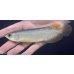 画像2: バンジャールレッド　PT.KRESNAPUSAKA TIRTALESTARI (15cm±）【1】 (2)