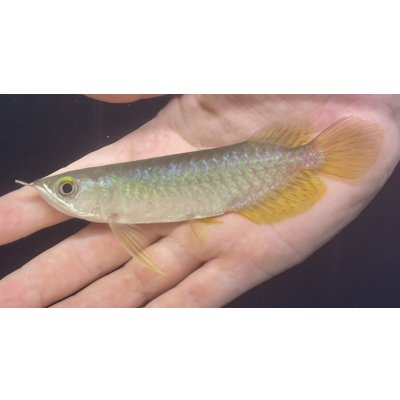画像1: グリーンアロワナ　PT.KRESNAPUSAKA TIRTALESTARI (13cm±）【2】