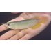 画像1: グリーンアロワナ　PT.KRESNAPUSAKA TIRTALESTARI (13cm±）【2】 (1)