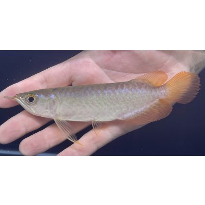 画像2: バンジャールレッド　PT.KRESNAPUSAKA TIRTALESTARI (15cm±）【2】