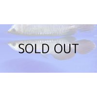 紅龍　EXTREME RED ★★★★【1】