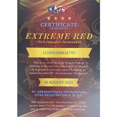 画像5: 紅龍　EXTREME RED ★★★★【1】