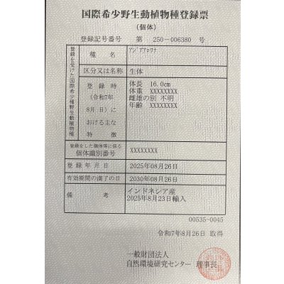 画像6: 紅龍　EXTREME RED ★★★★【1】