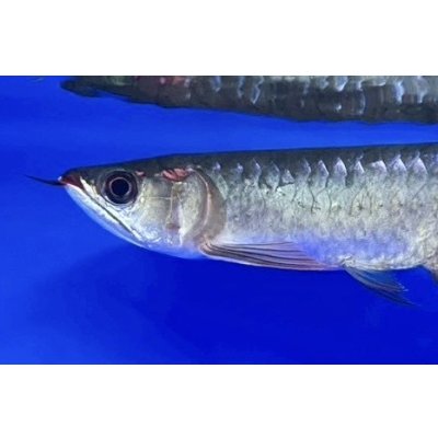 画像4: 紅龍　EXTREME RED ★★★★【1】