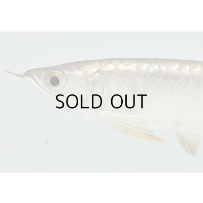 画像3: 過背金龍　FOREVER ArowanaAquaculture(2)