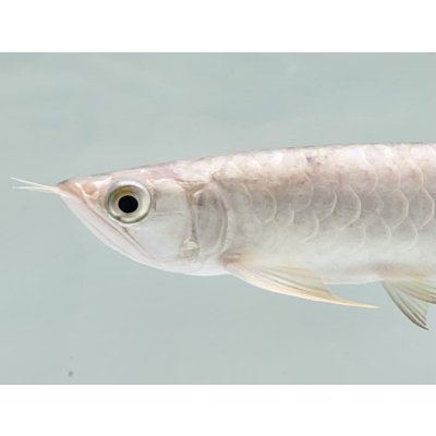 画像3: 過背金龍　FOREVER ArowanaAquaculture(2)