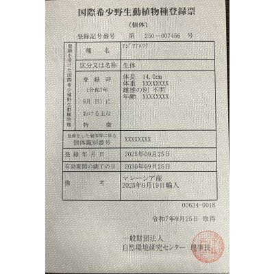 画像6: 過背金龍　FOREVER ArowanaAquaculture(1)