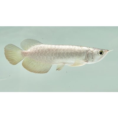 画像2: 過背金龍　FOREVER ArowanaAquaculture(2)