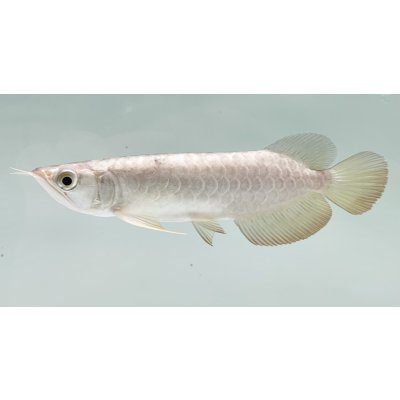 画像1: 過背金龍　FOREVER ArowanaAquaculture(2)