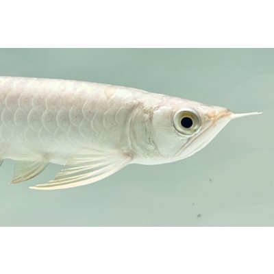 画像4: 過背金龍　FOREVER ArowanaAquaculture(2)